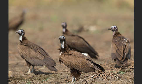 Kappengeier (Necrosyrtes monachus)