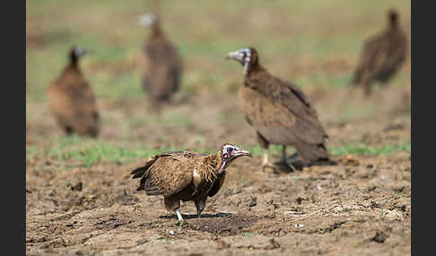 Kappengeier (Necrosyrtes monachus)