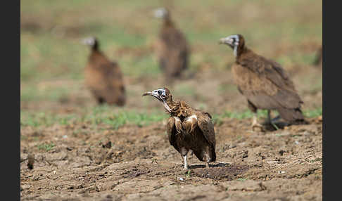 Kappengeier (Necrosyrtes monachus)