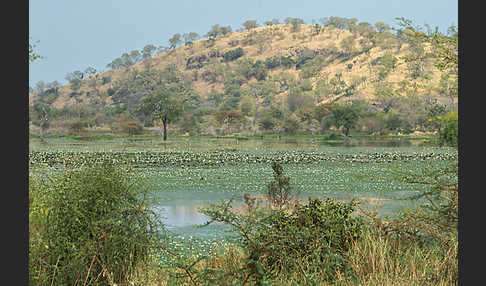 Tigerlotus (Nymphaea lotus)