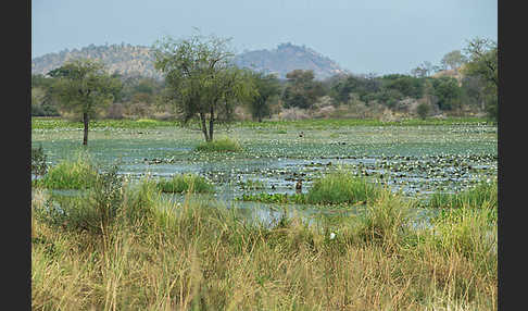 Tigerlotus (Nymphaea lotus)