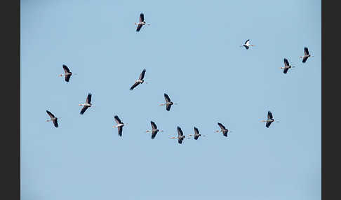 Nimmersatt (Mycteria ibis)