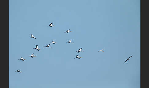 Nimmersatt (Mycteria ibis)