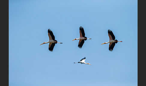 Nimmersatt (Mycteria ibis)