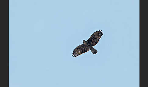 Fleckenadler (Hieraaetus ayresii)