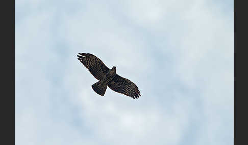 Fleckenadler (Hieraaetus ayresii)