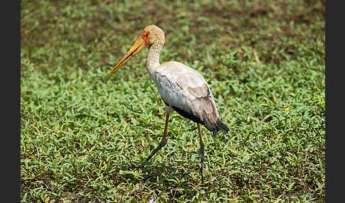 Nimmersatt (Mycteria ibis)