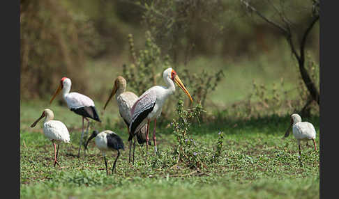 Afrikanischer Löffler (Platalea alba)