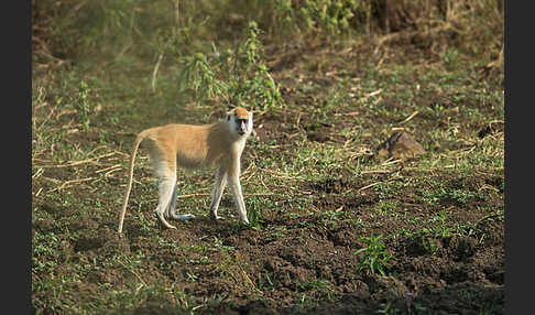 Husarenaffe (Erythrocebus patas)