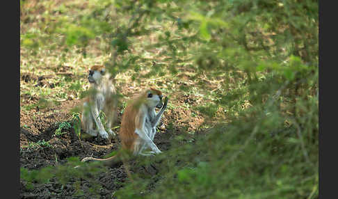 Husarenaffe (Erythrocebus patas)