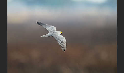 Graufalke (Falco ardosiaceus)