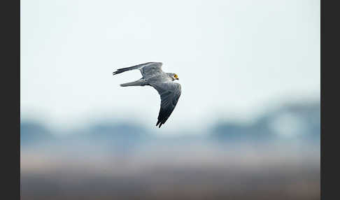 Graufalke (Falco ardosiaceus)