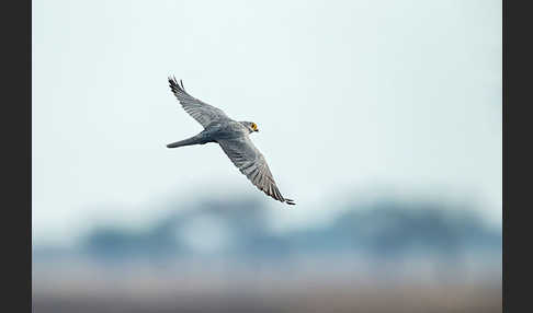 Graufalke (Falco ardosiaceus)