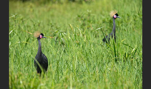 Kronenkranich (Balearica pavonina)