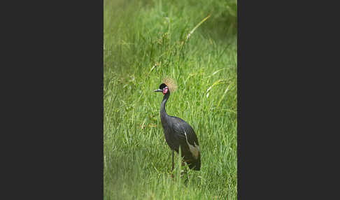 Kronenkranich (Balearica pavonina)