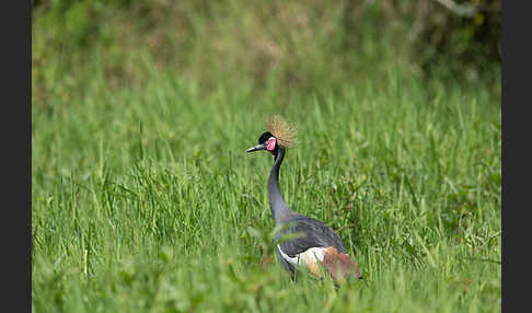 Kronenkranich (Balearica pavonina)