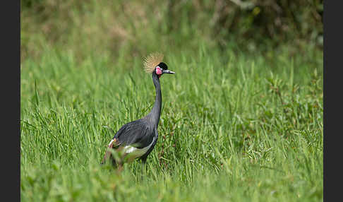 Kronenkranich (Balearica pavonina)