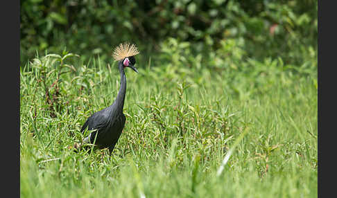 Kronenkranich (Balearica pavonina)