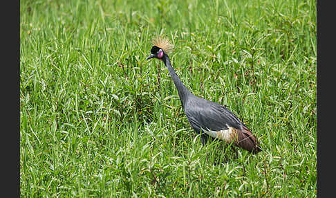 Kronenkranich (Balearica pavonina)