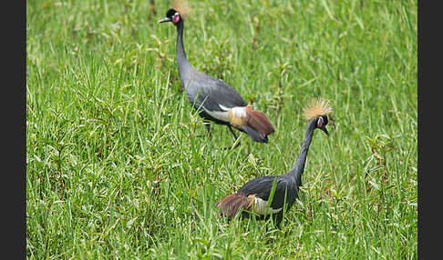 Kronenkranich (Balearica pavonina)