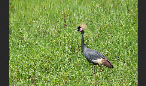 Kronenkranich (Balearica pavonina)