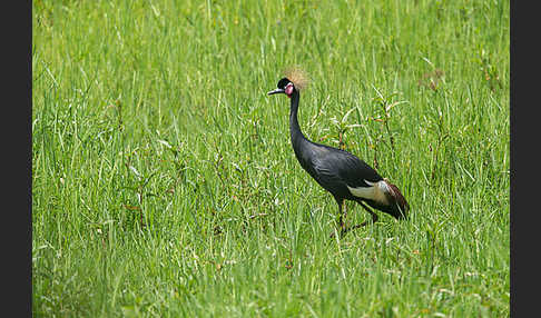 Kronenkranich (Balearica pavonina)