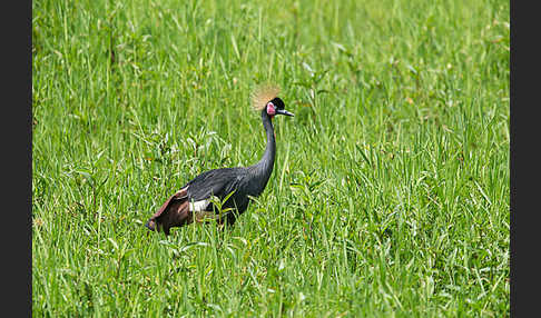 Kronenkranich (Balearica pavonina)