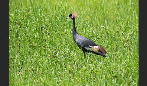 Kronenkranich (Balearica pavonina)