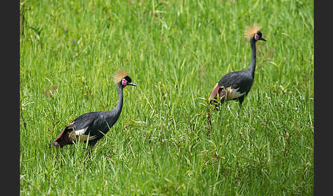 Kronenkranich (Balearica pavonina)