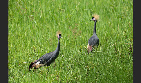 Kronenkranich (Balearica pavonina)