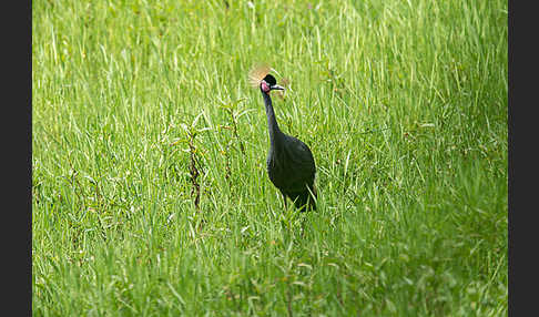 Kronenkranich (Balearica pavonina)