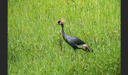 Kronenkranich (Balearica pavonina)