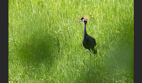 Kronenkranich (Balearica pavonina)