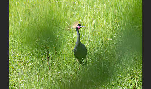 Kronenkranich (Balearica pavonina)