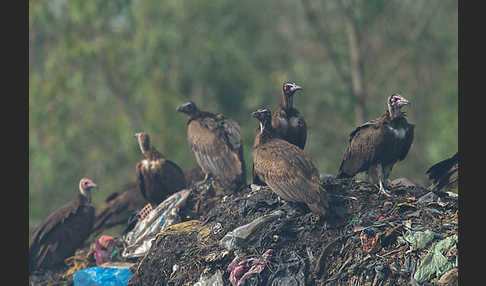 Kappengeier (Necrosyrtes monachus)