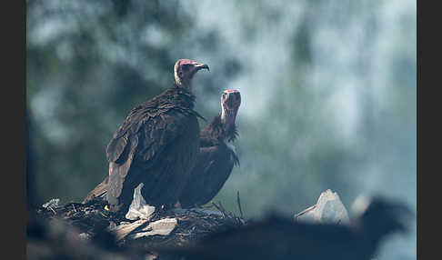 Kappengeier (Necrosyrtes monachus)