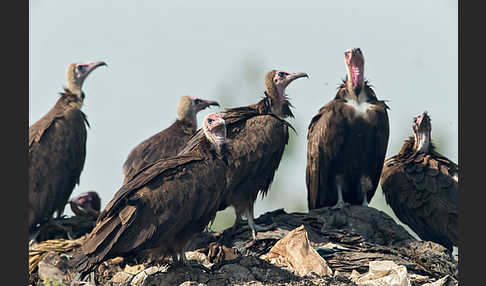 Kappengeier (Necrosyrtes monachus)