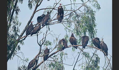 Kappengeier (Necrosyrtes monachus)