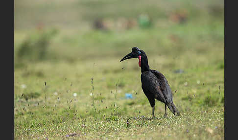 Sudanhornrabe (Bucorvus abyssinicus)