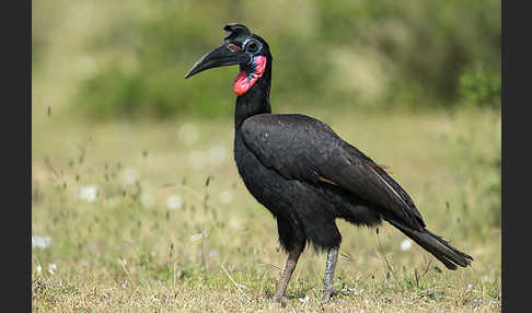 Sudanhornrabe (Bucorvus abyssinicus)