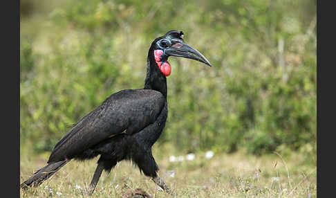 Sudanhornrabe (Bucorvus abyssinicus)