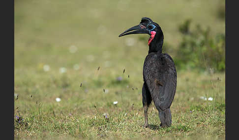 Sudanhornrabe (Bucorvus abyssinicus)