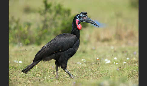 Sudanhornrabe (Bucorvus abyssinicus)