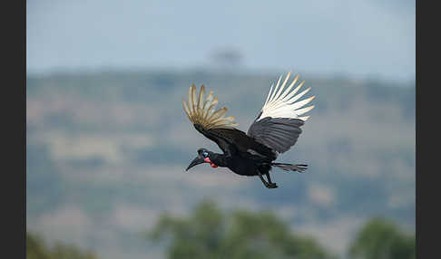 Sudanhornrabe (Bucorvus abyssinicus)