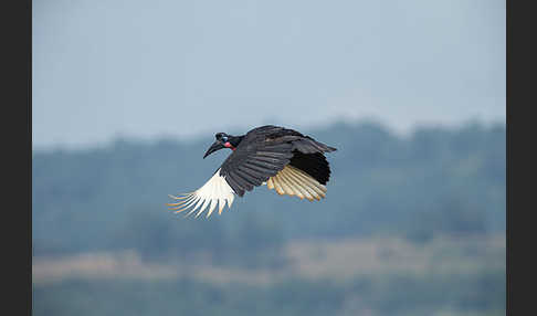 Sudanhornrabe (Bucorvus abyssinicus)