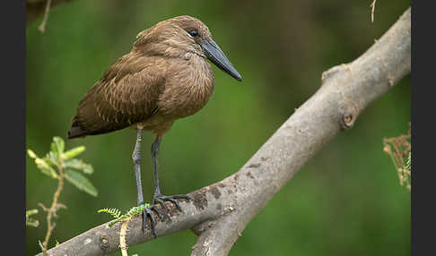 Hammerkopf (Scopus umbretta)