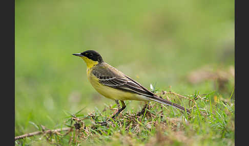 Maskenstelze (Motacilla flava feldegg)