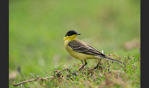 Maskenstelze (Motacilla flava feldegg)