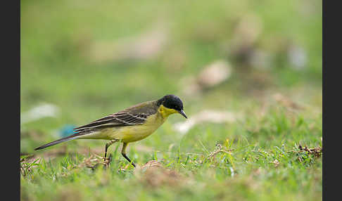 Maskenstelze (Motacilla flava feldegg)