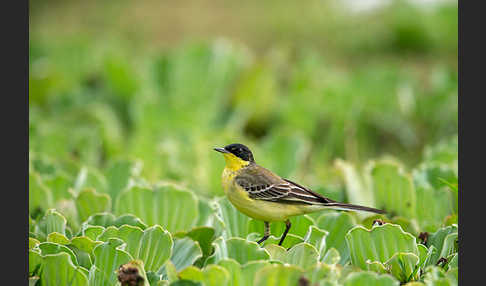 Maskenstelze (Motacilla flava feldegg)